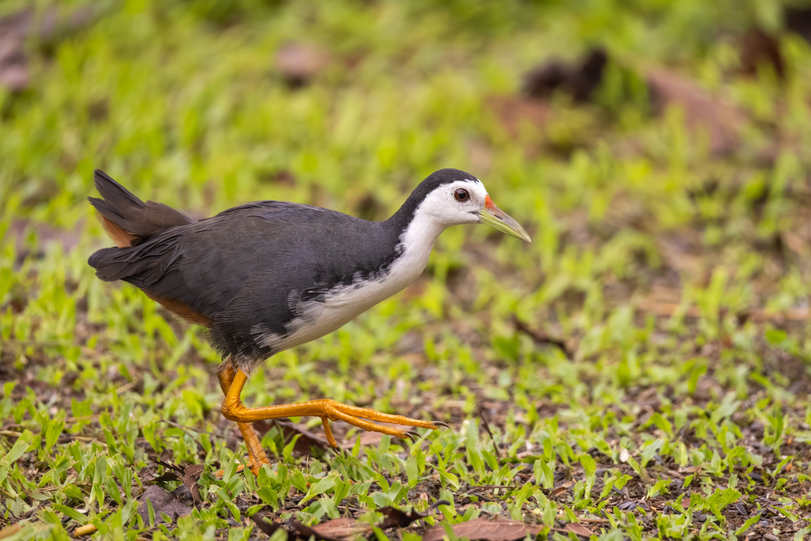 image White-breasted Waterhen